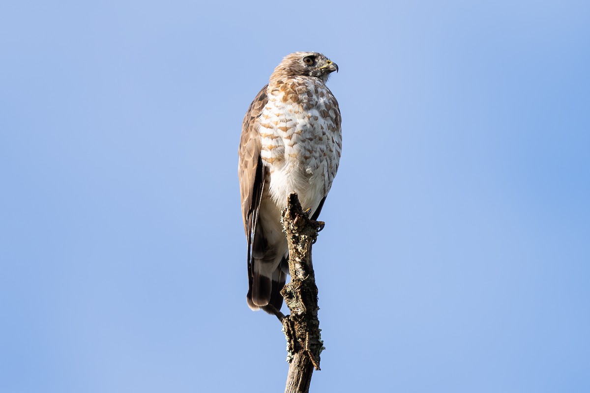 Broad-winged Hawk - Shori Velles