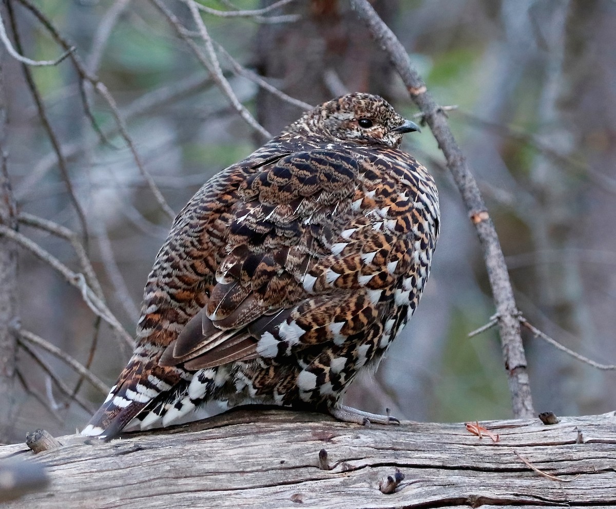 Spruce Grouse - ML622795476