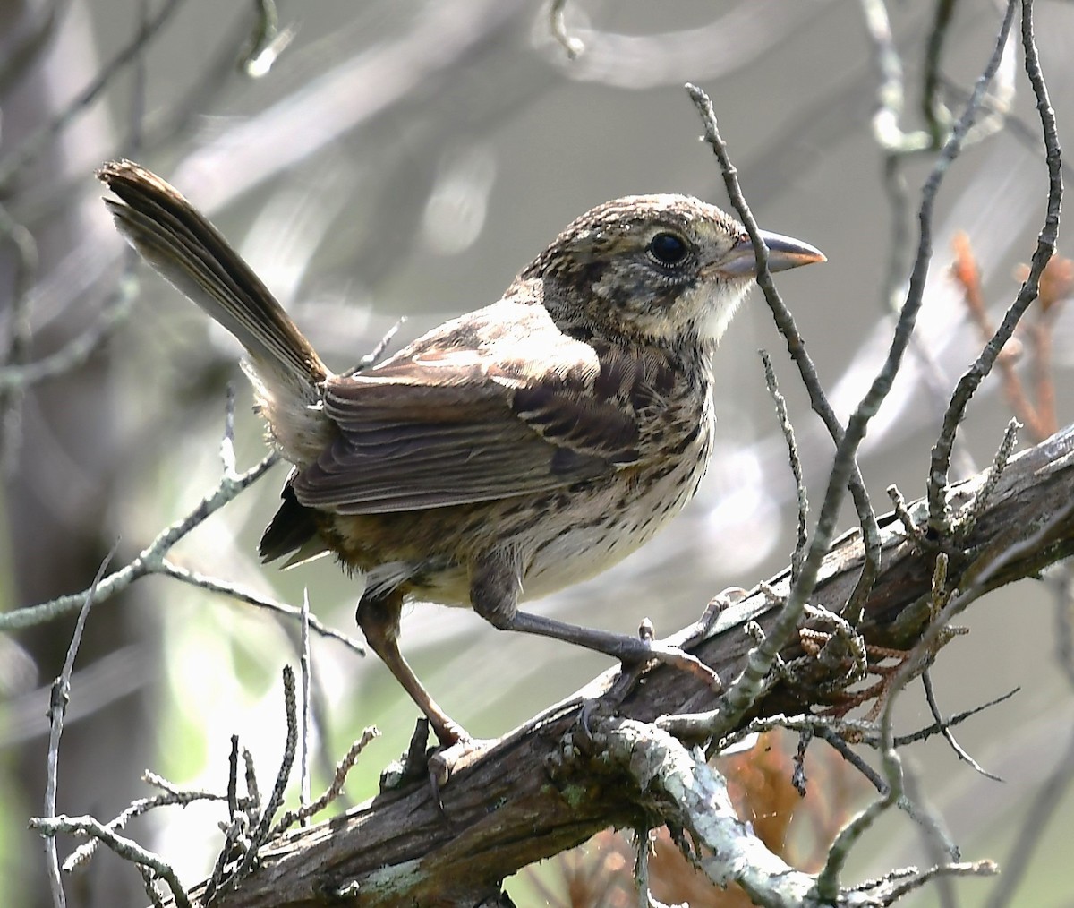 Seaside Sparrow - MJ Heatherington