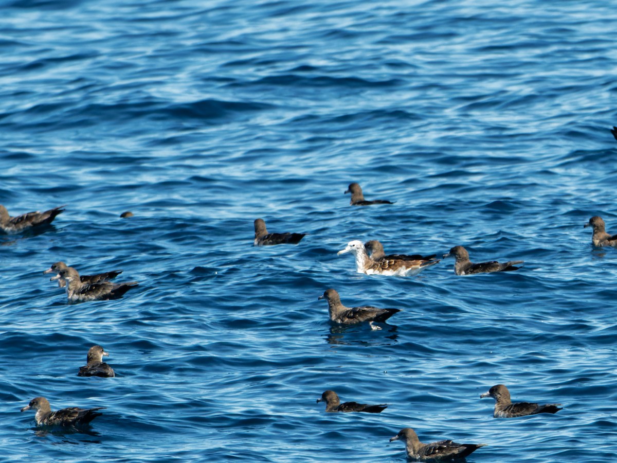 Streaked Shearwater - Alan Van Norman