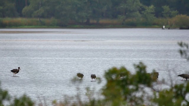 Black Stork - ML622795544