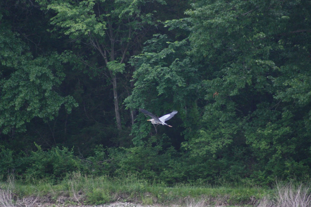 Great Blue Heron - Andrew Knowles