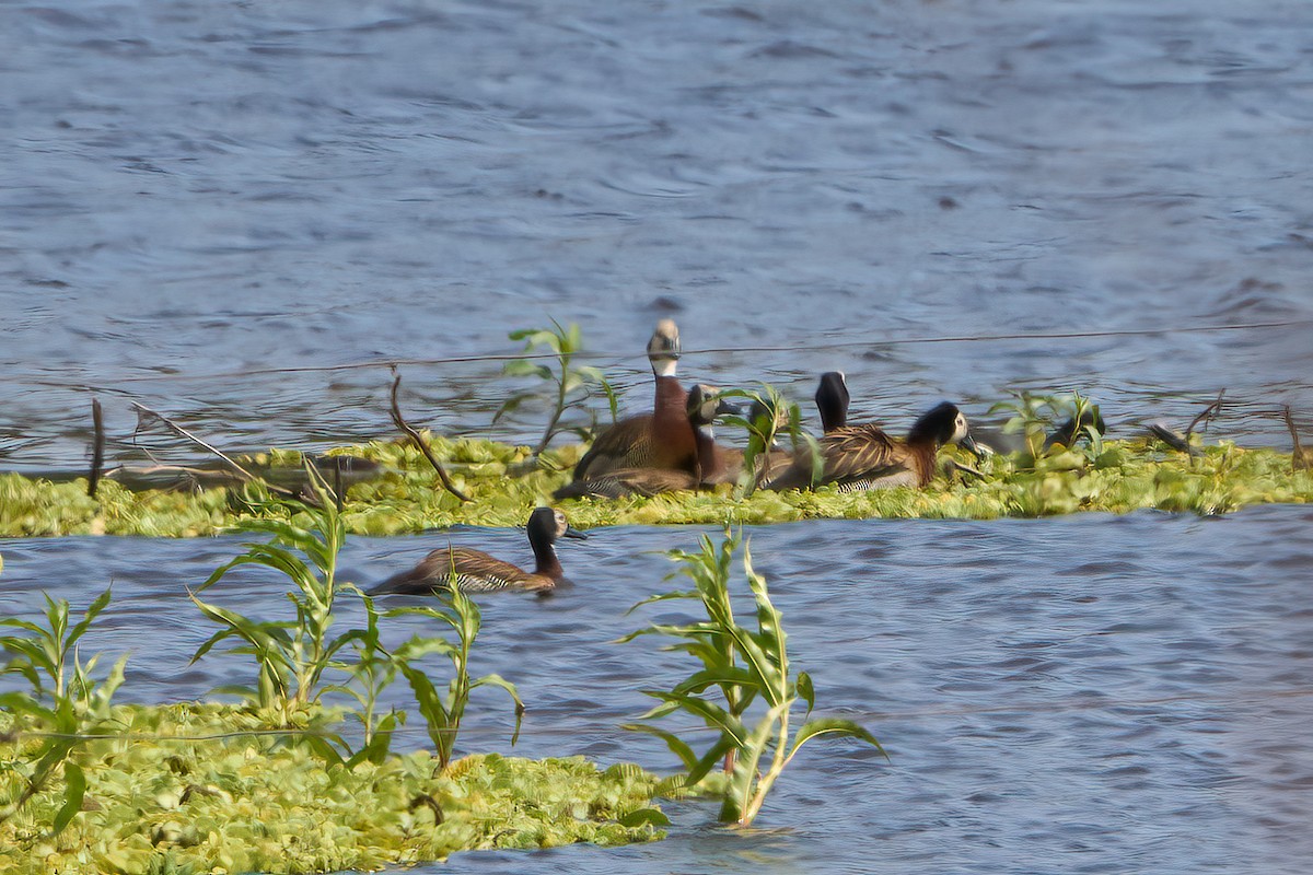 White-faced Whistling-Duck - Hunter Book