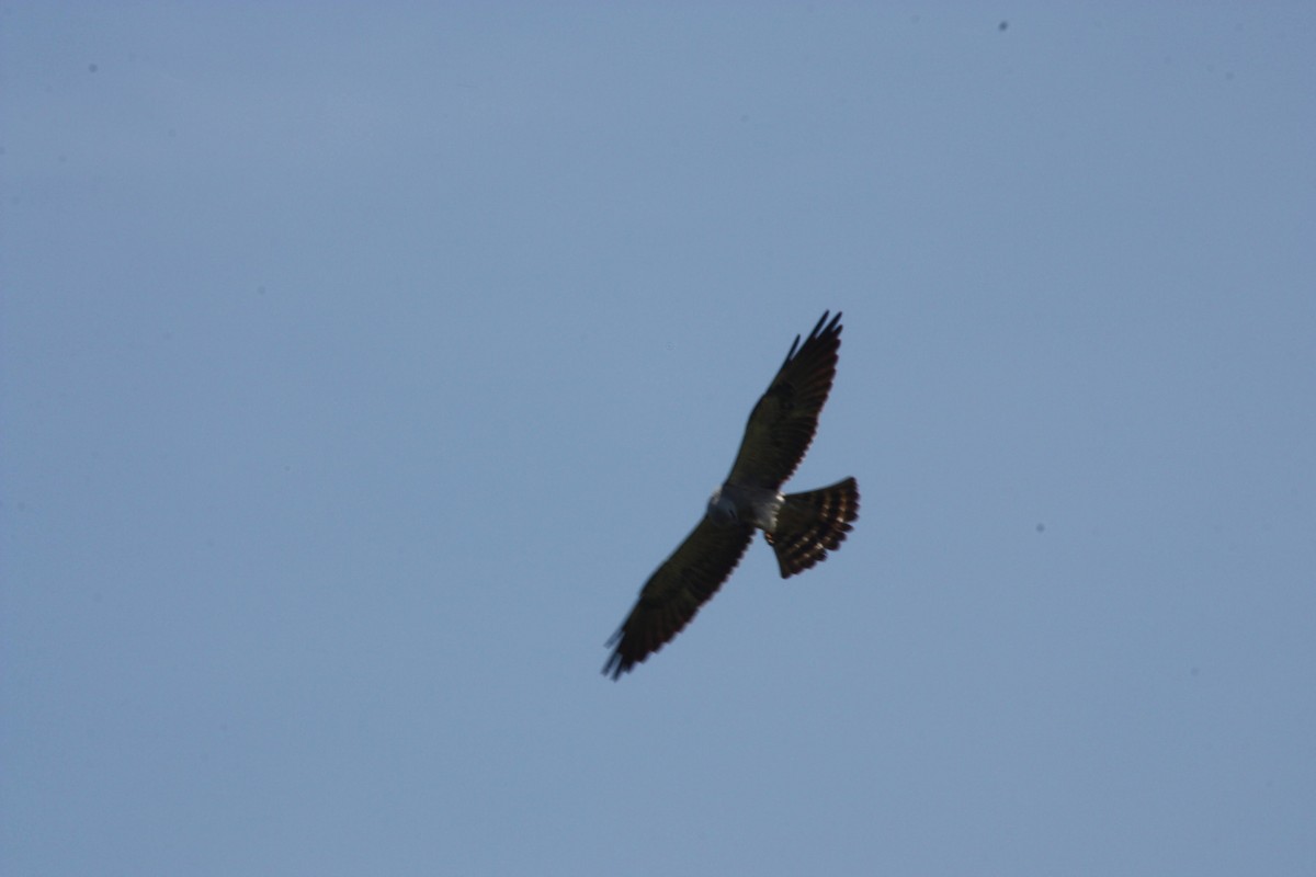 Mississippi Kite - ML622795567