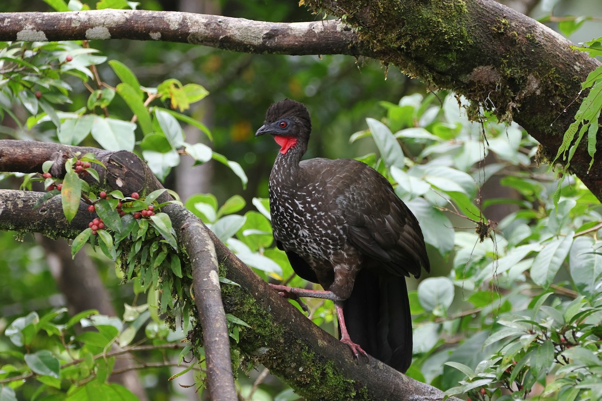 Crested Guan - Caleb Villar