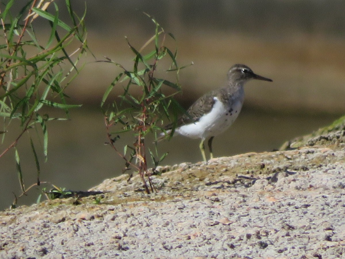 Spotted Sandpiper - Paul Sellin