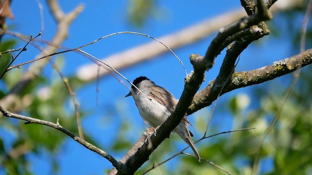 Eurasian Blackcap - ML622795669