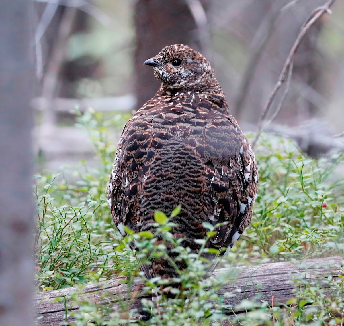 Spruce Grouse - ML622795677