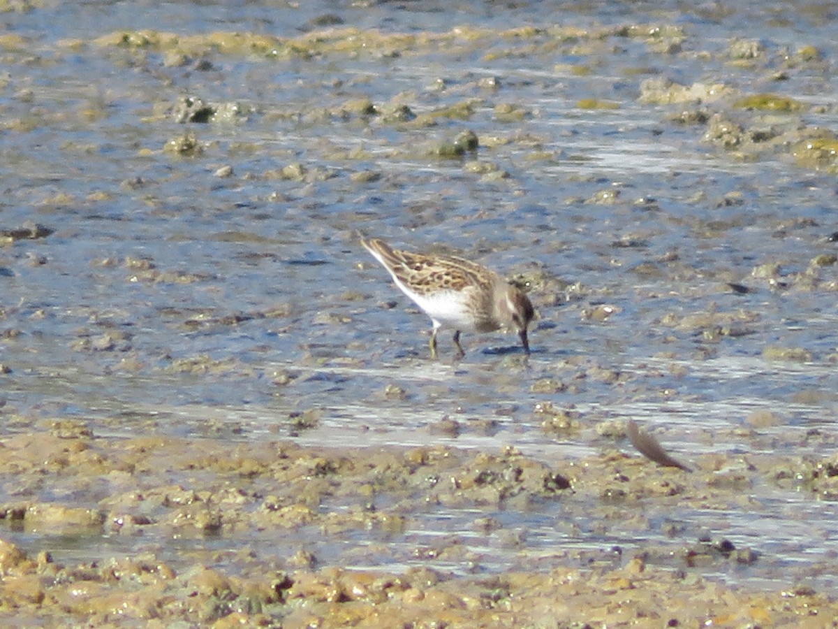 Least Sandpiper - Paul Sellin