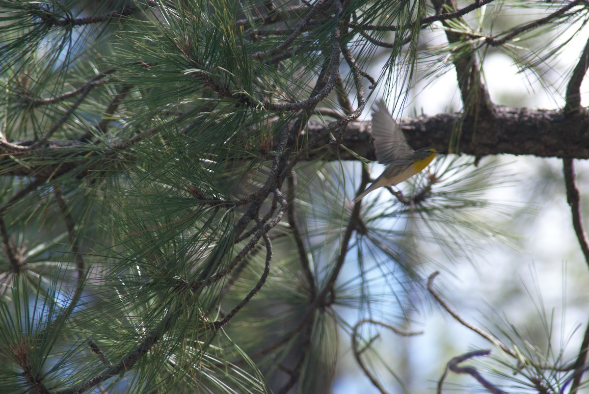 Grace's Warbler - Miles Scheuering