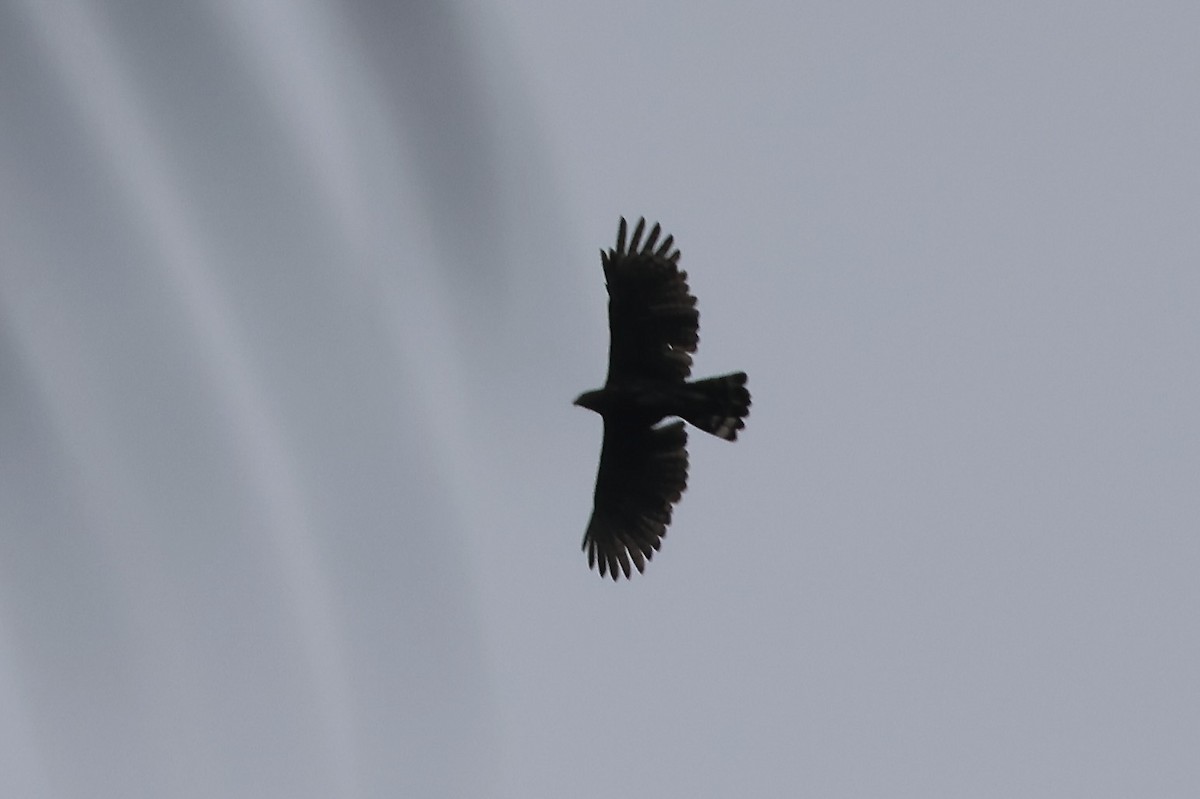 Sulawesi Hawk-Eagle - Gil Ewing