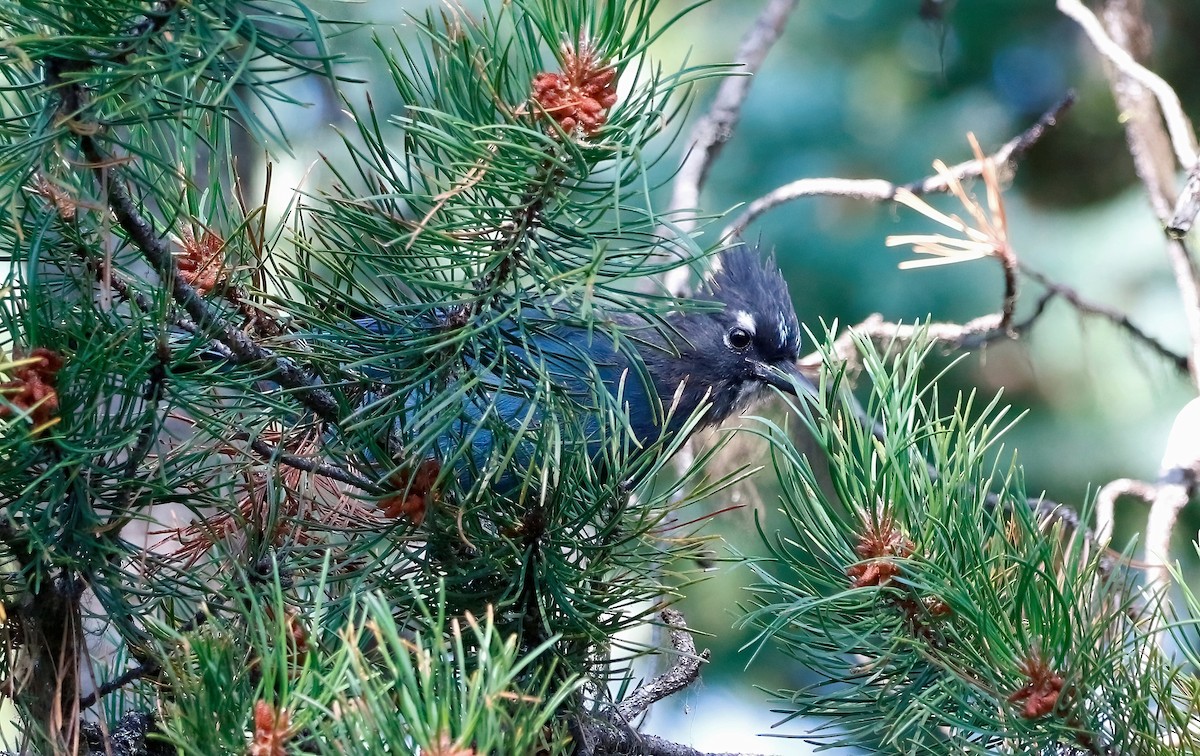 Steller's Jay - ML622795768