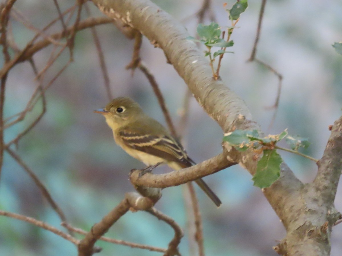 Western Flycatcher (Pacific-slope) - Enrico Leonardi