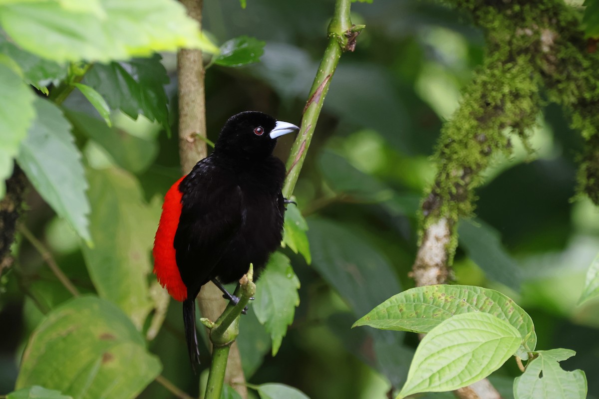 Scarlet-rumped Tanager - Caleb Villar