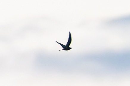 Common Nighthawk - Shori Velles