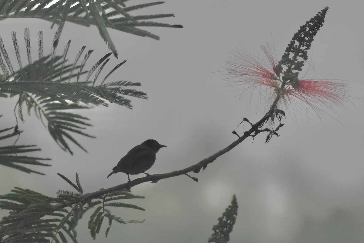 Gray-sided Flowerpecker - ML622795789