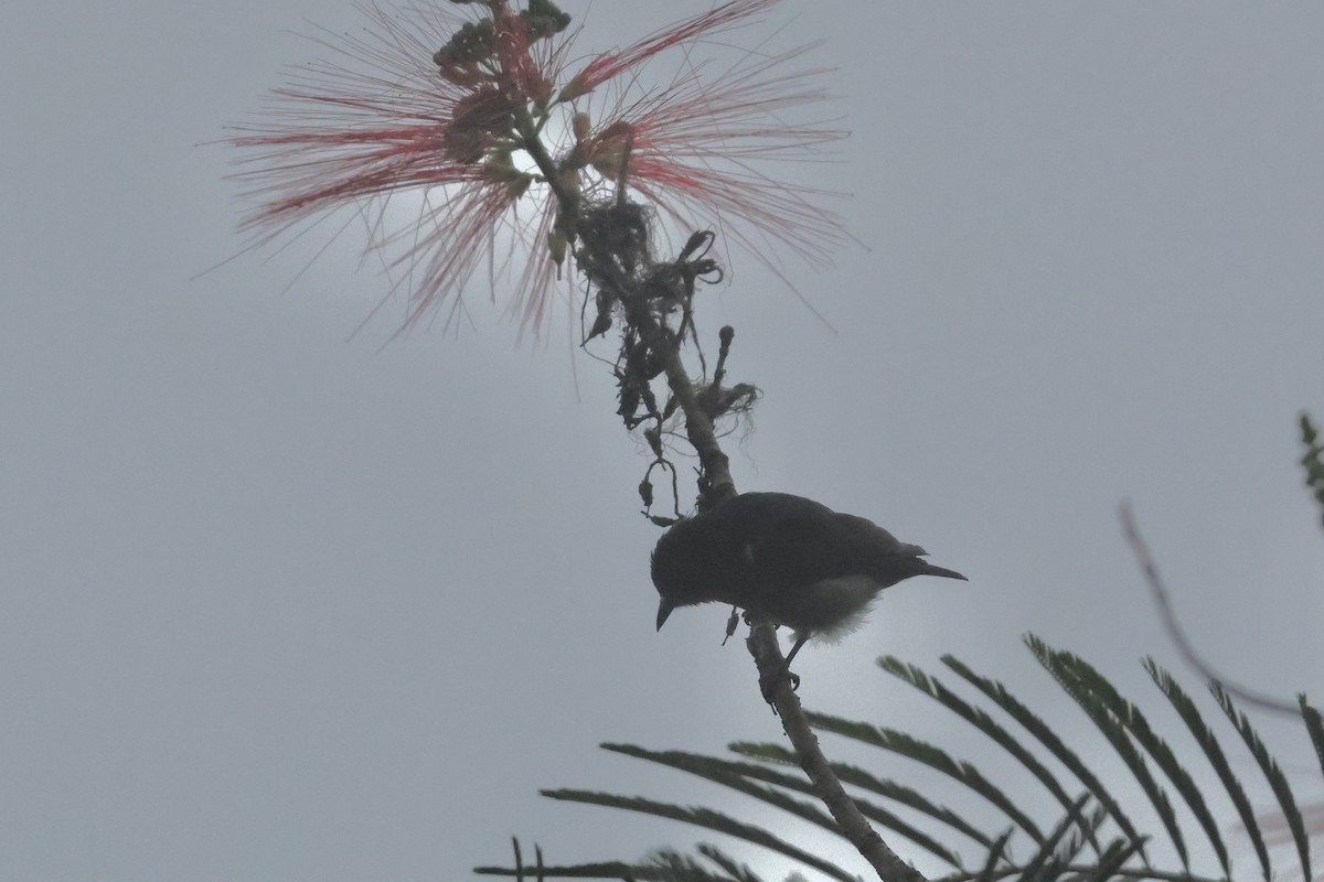 Gray-sided Flowerpecker - ML622795791