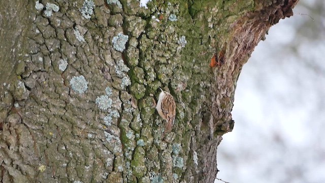 Short-toed Treecreeper - ML622795797