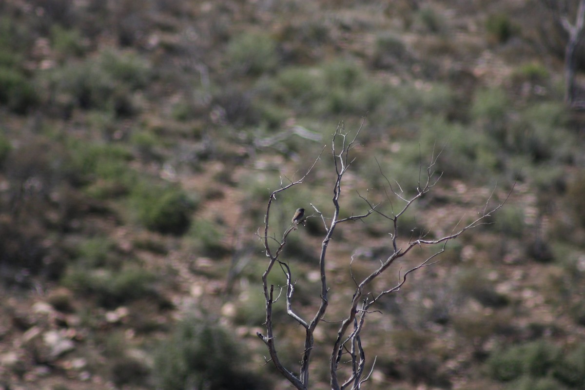 Black-chinned Sparrow - ML622795799