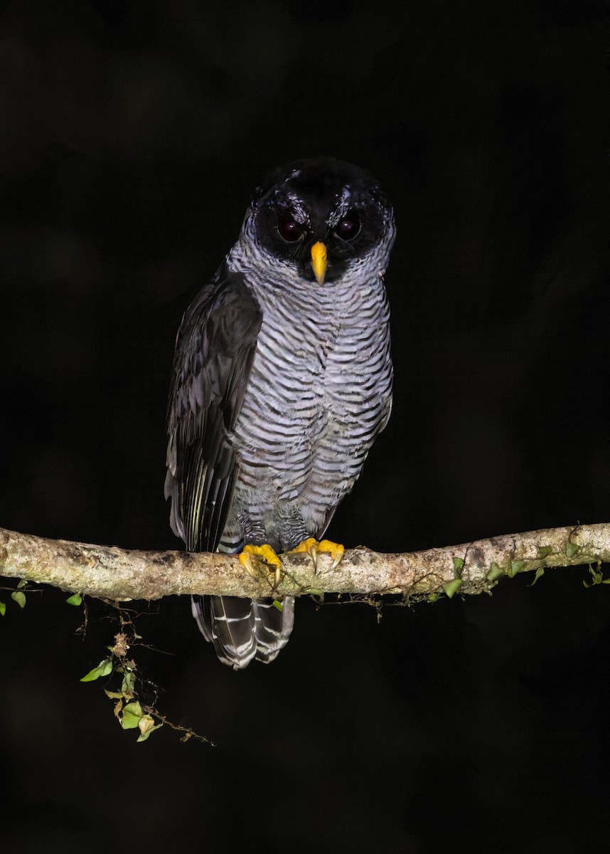 Black-and-white Owl - Drew Edwards