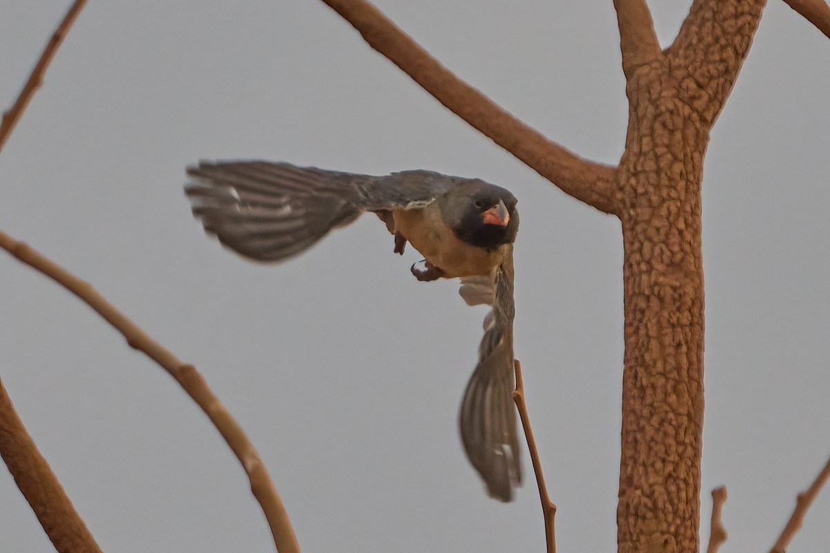 Black-throated Saltator - ML622795818