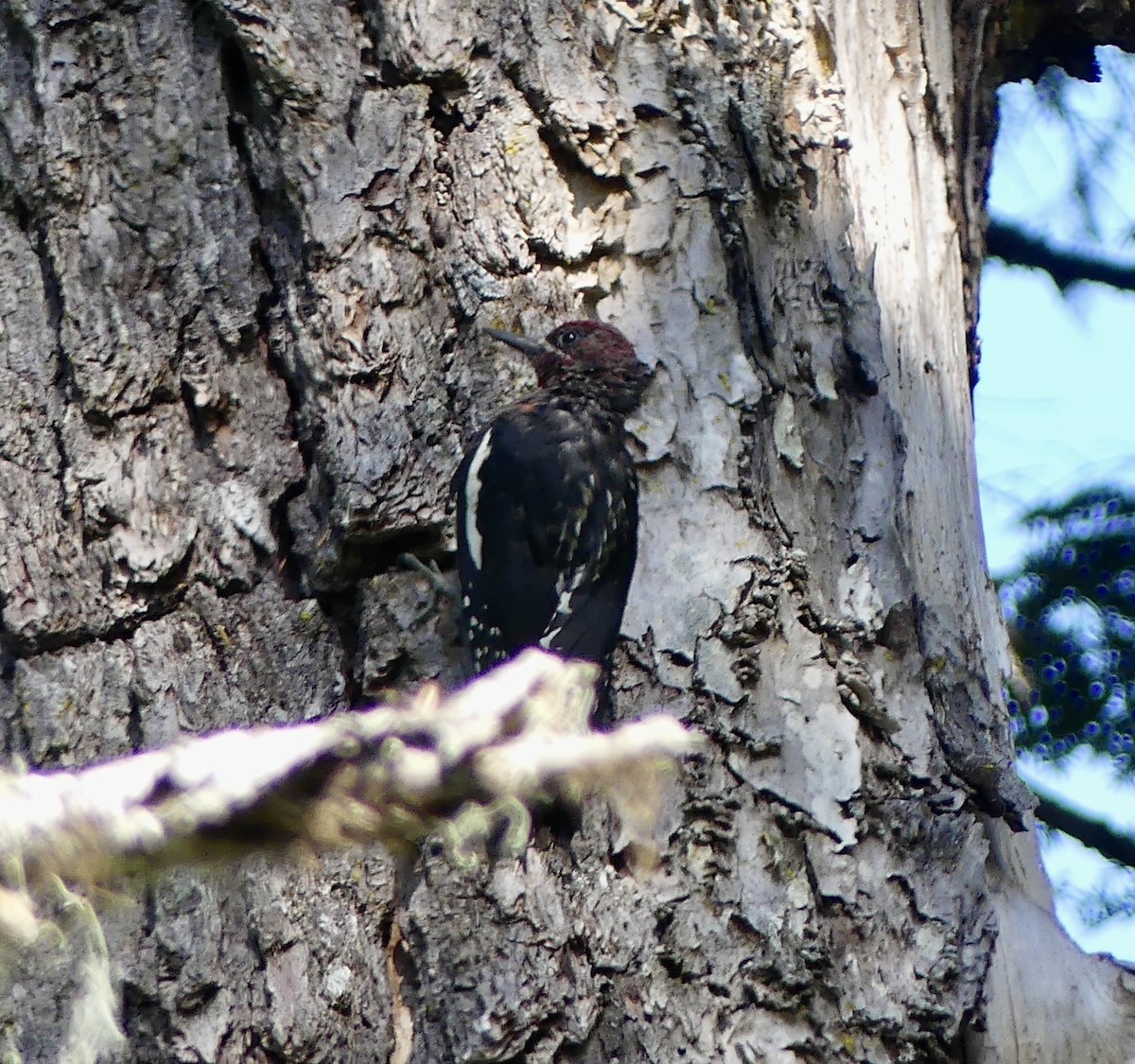 Red-breasted Sapsucker - ML622795819