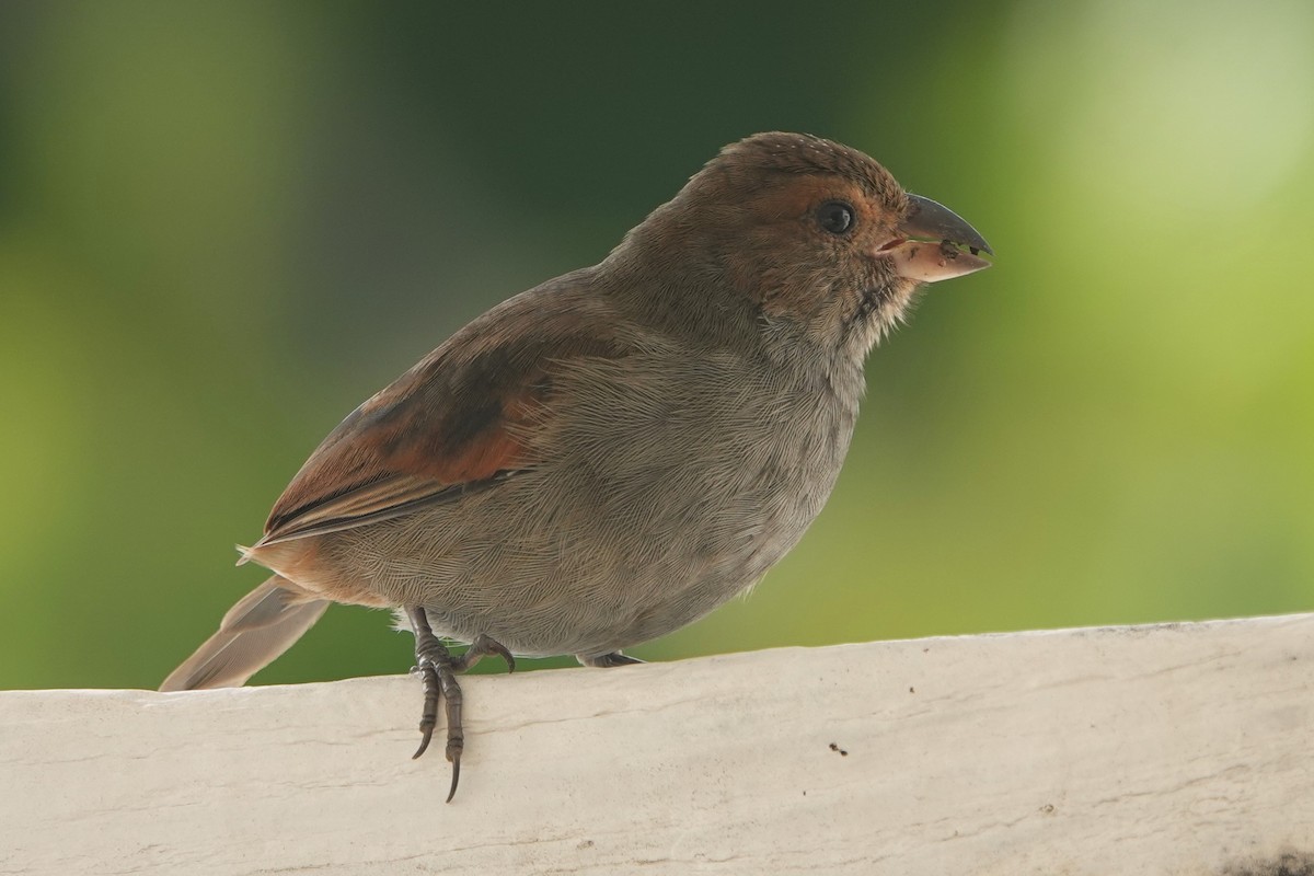 Pèrenoir rougegorge - ML622795822