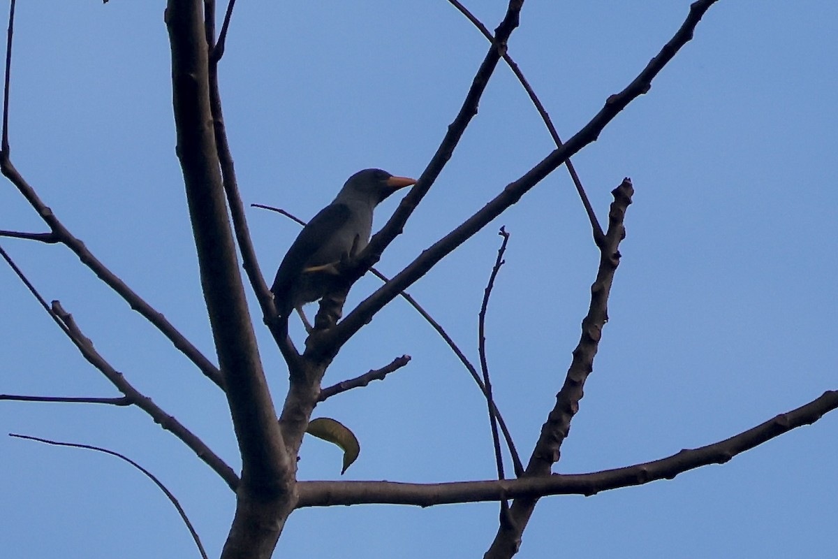 Finch-billed Myna - ML622795830