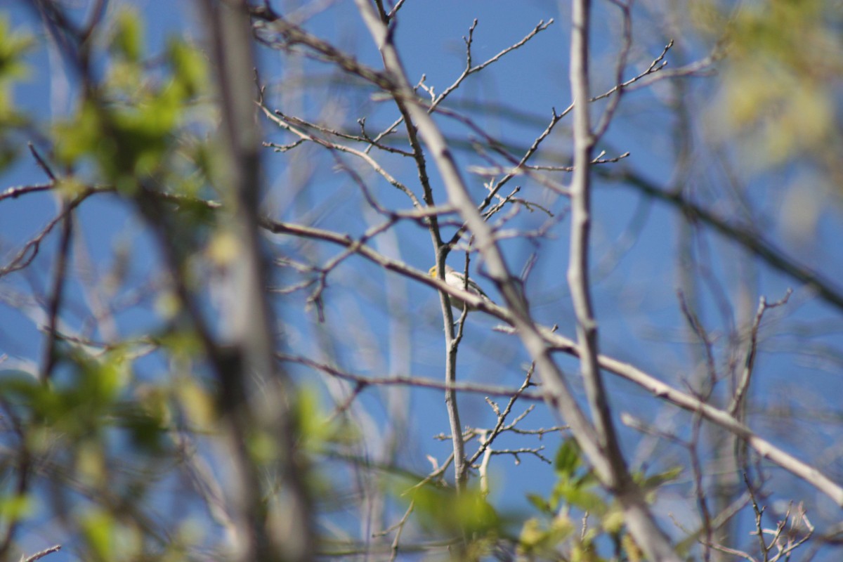 Verdin - Andrew Knowles