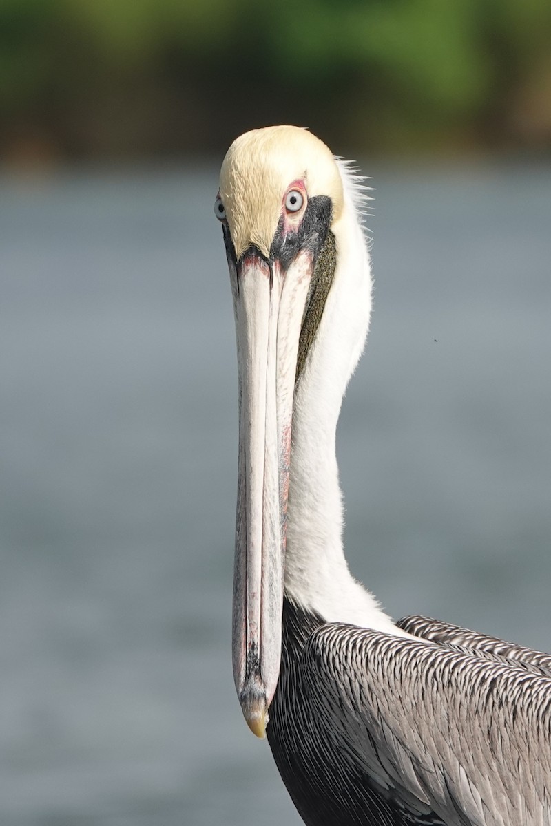 Brown Pelican - ML622795875