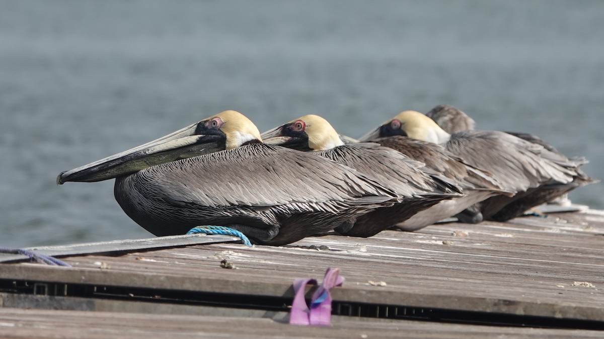 Brown Pelican - ML622795876