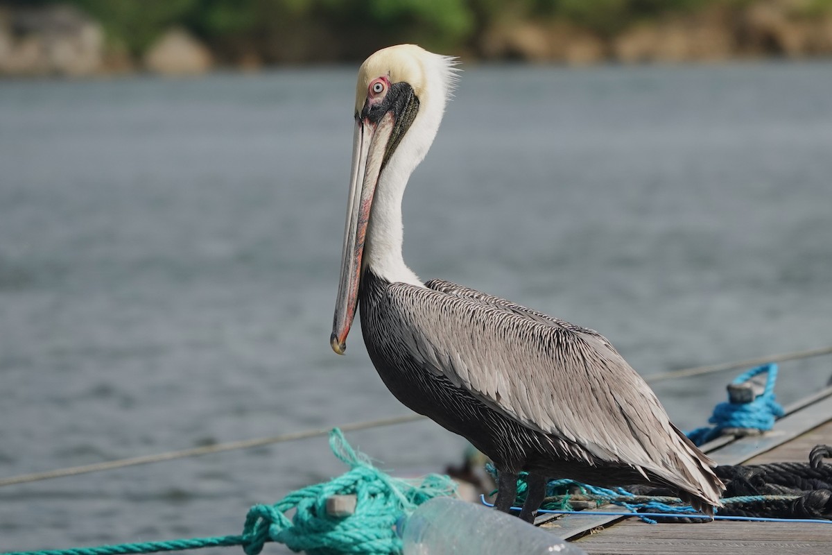 Brown Pelican - ML622795877