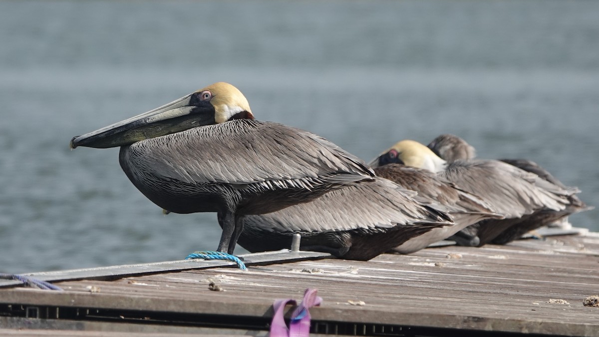 Brown Pelican - ML622795878