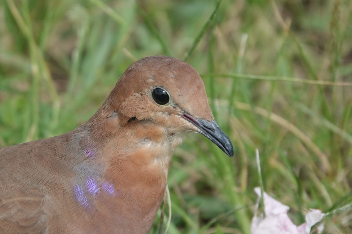 Zenaida Dove - ML622795887