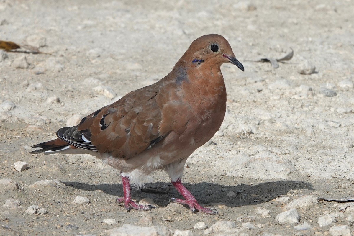 Zenaida Dove - ML622795889