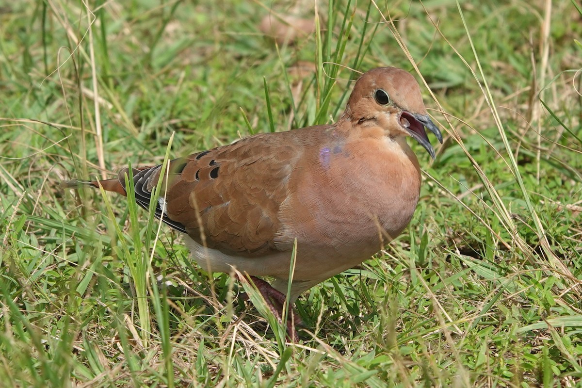 Zenaida Dove - ML622795890
