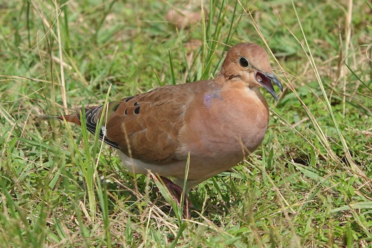 Zenaida Dove - Julien Piolain