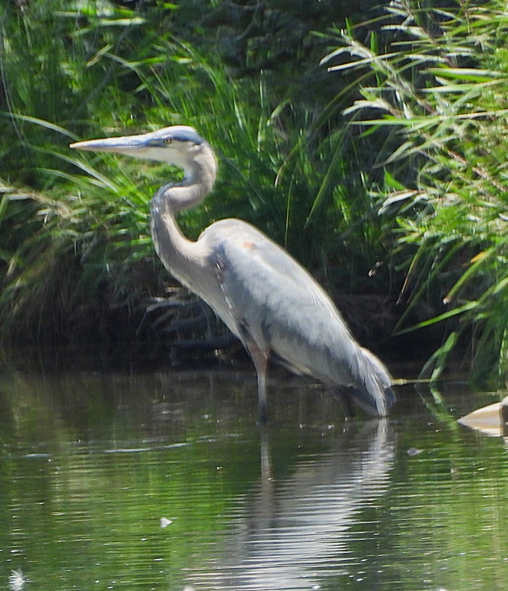 Great Blue Heron - ML622795892