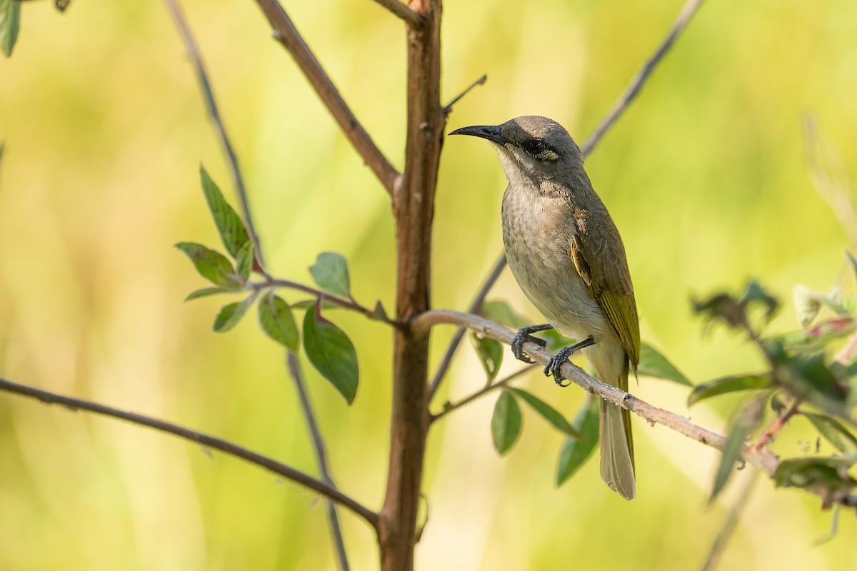 Brown Honeyeater - JK Malkoha