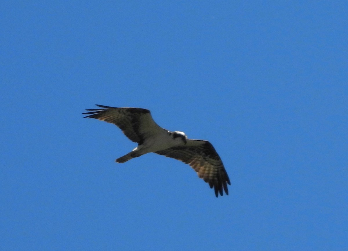 Osprey - ML622795895