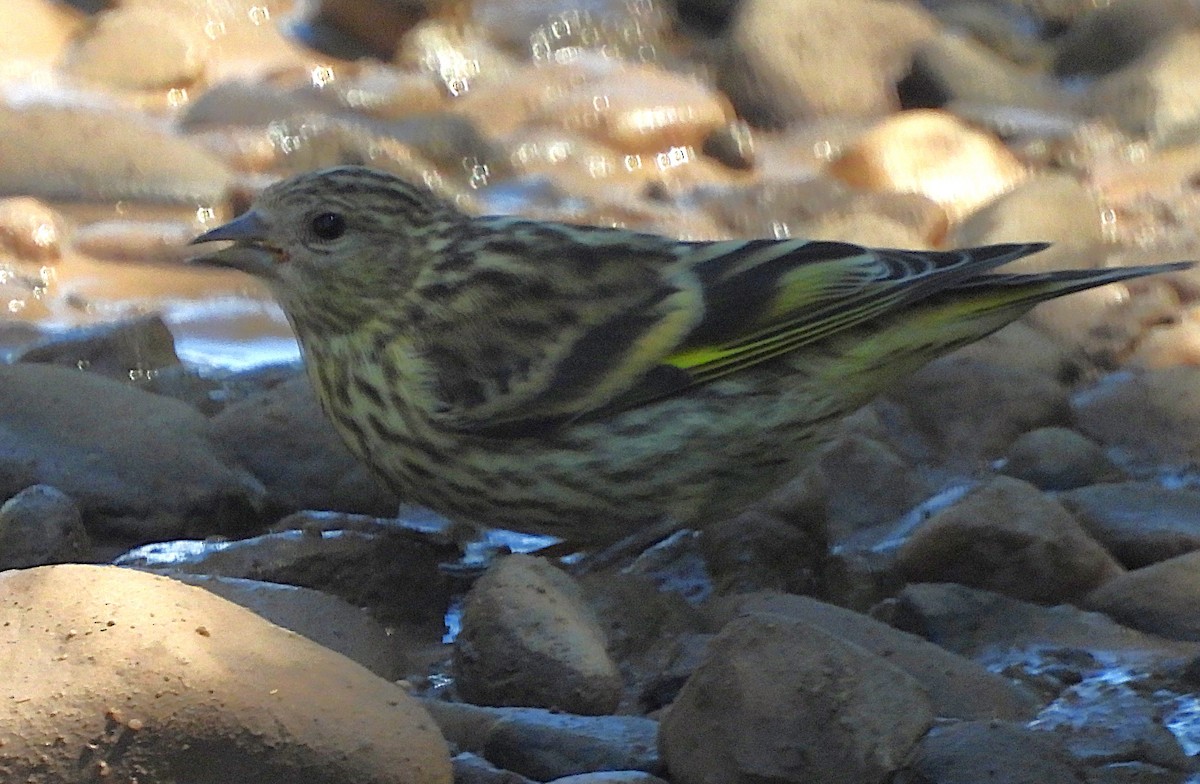 Pine Siskin - ML622795899