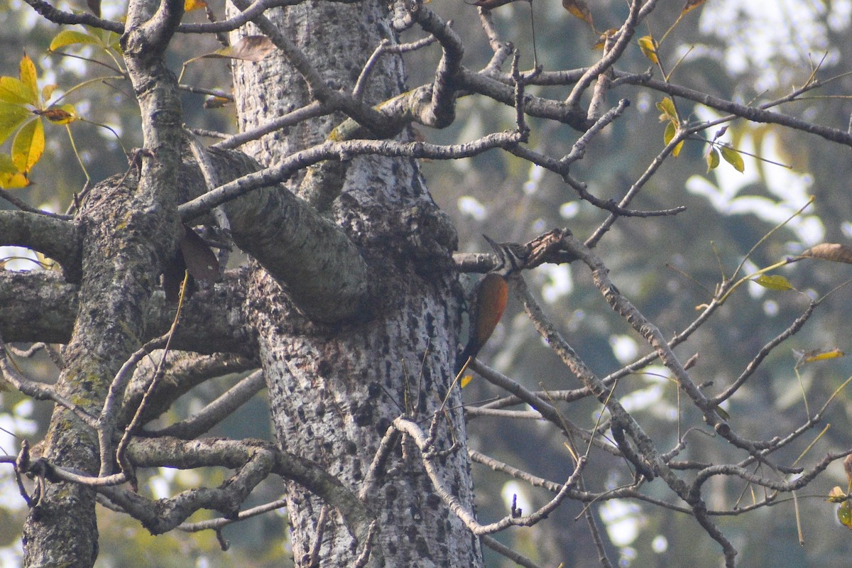 Himalayan Flameback - ML622795905