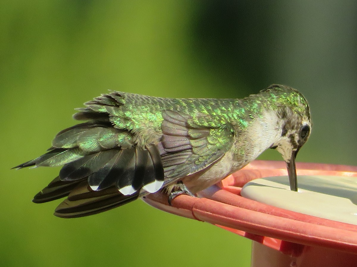 Ruby-throated Hummingbird - Paul Sellin