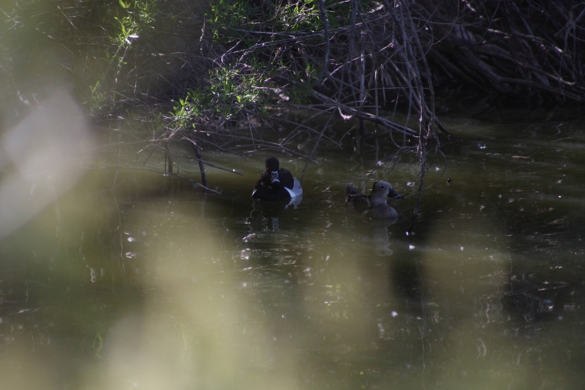 Ring-necked Duck - Andrew Knowles