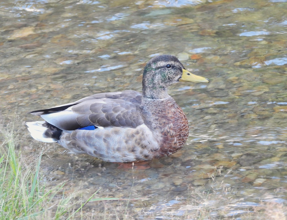 Mallard - ML622795917