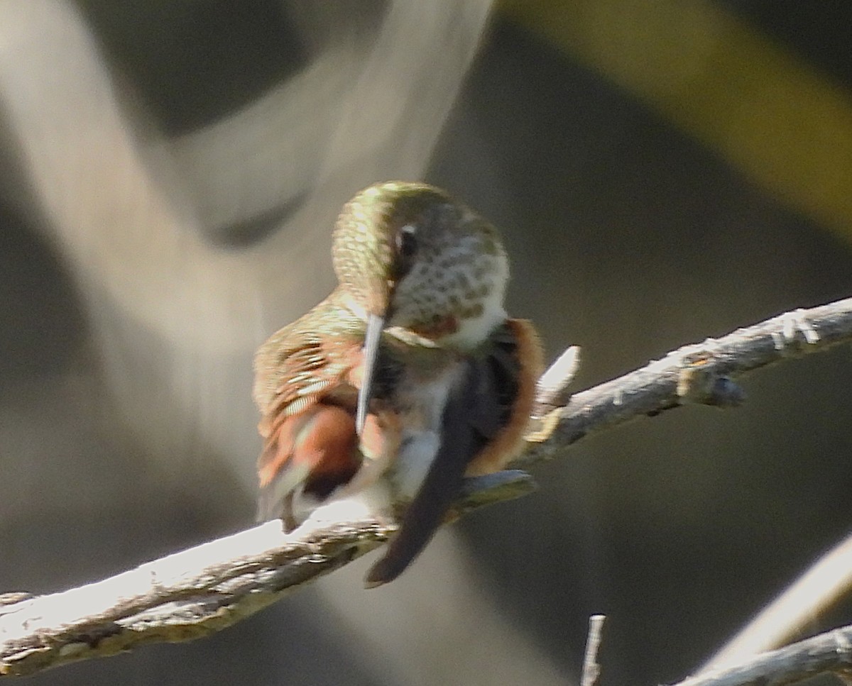 Rufous Hummingbird - Mark Romero