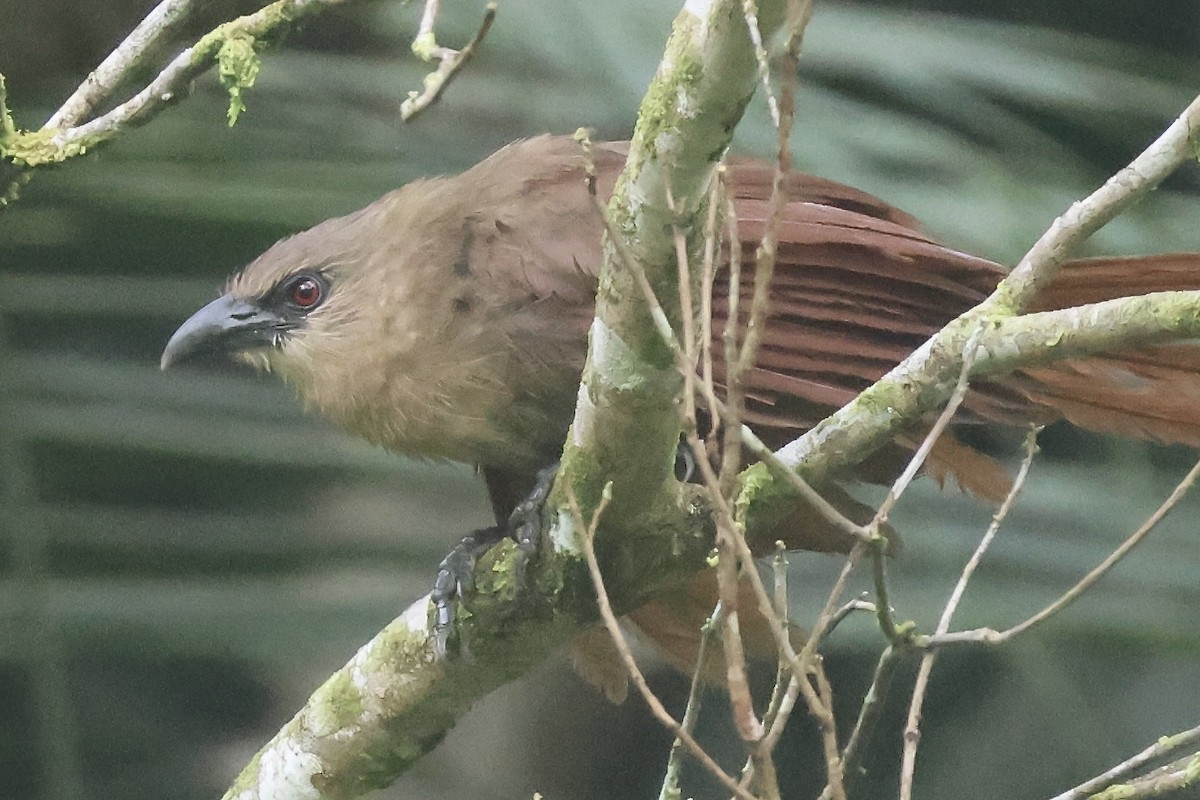 Bay Coucal - Gil Ewing