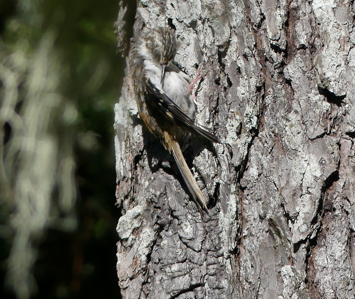 Brown Creeper - Mary McCafferty