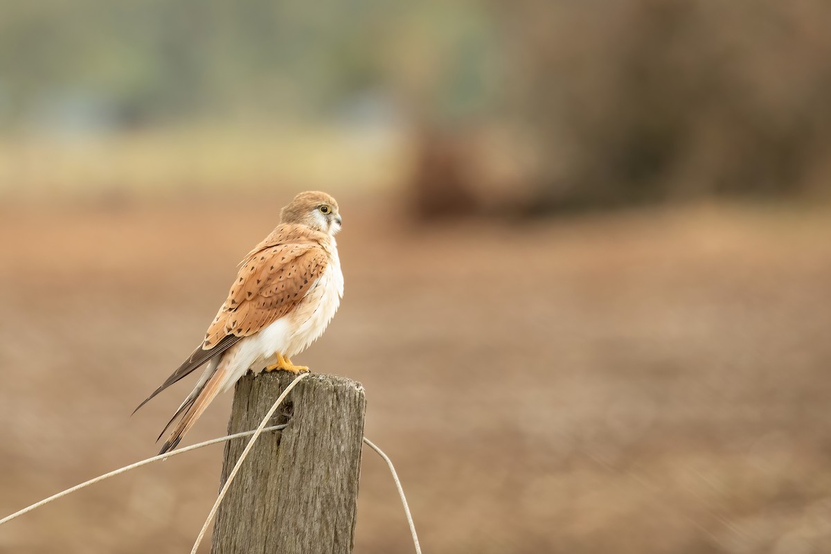 Nankeen Kestrel - Kate McKay