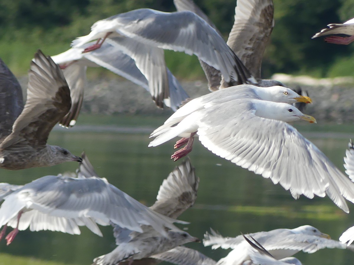 Glaucous-winged Gull - Gus van Vliet